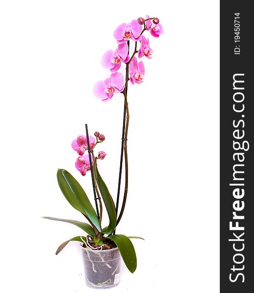 Beautiful pink Orchid, isolated on a white background.