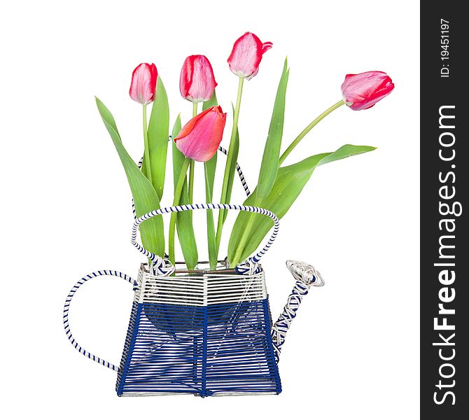 A bouquet of tulips in a vase, the vase in the form of watering, isolated on a white background. A bouquet of tulips in a vase, the vase in the form of watering, isolated on a white background