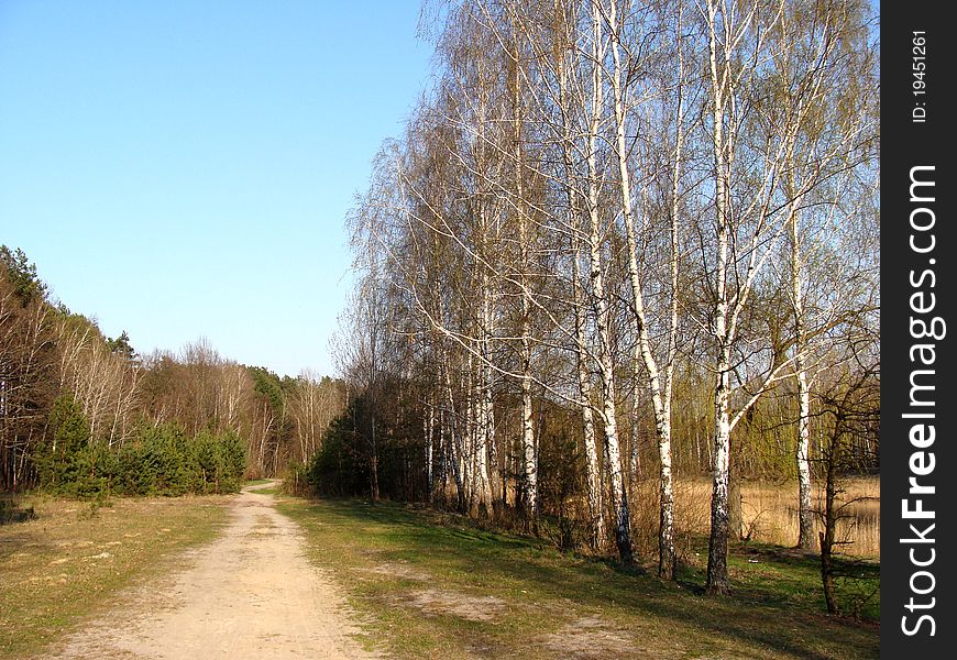 Country road, and a spring birch grove. Country road, and a spring birch grove