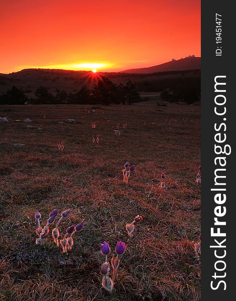 Flowers At Sunset