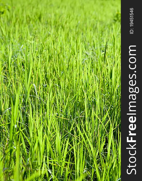 Fresh Green Grass Isolated