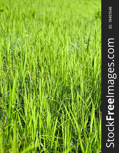 Fresh green grass isolated on a white background