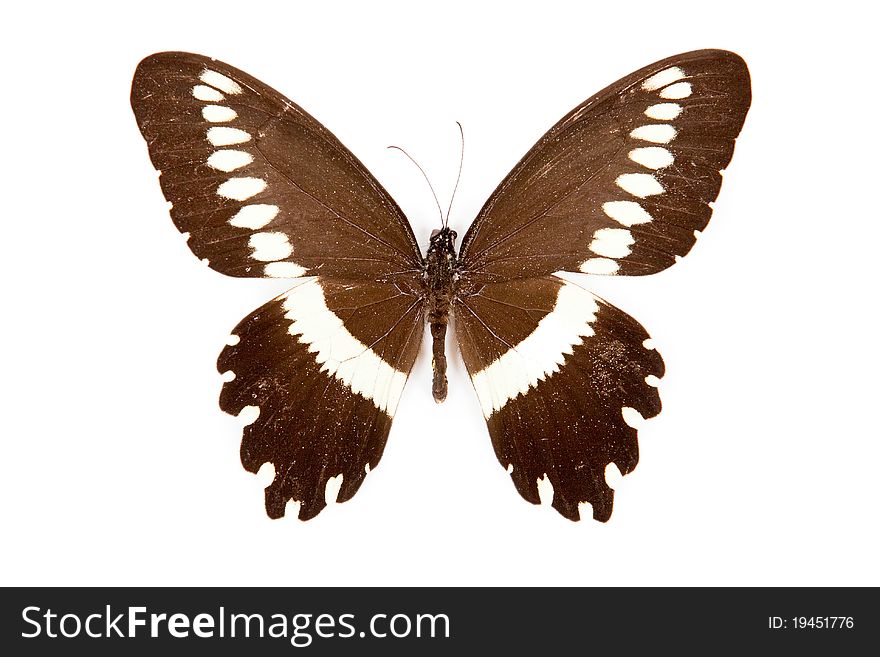 Brown and white butterfly Papilio gallienus isolated on white background