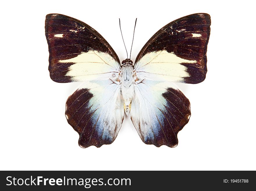 Black blue and white butterfly Agatasa calydonia isolated on white background