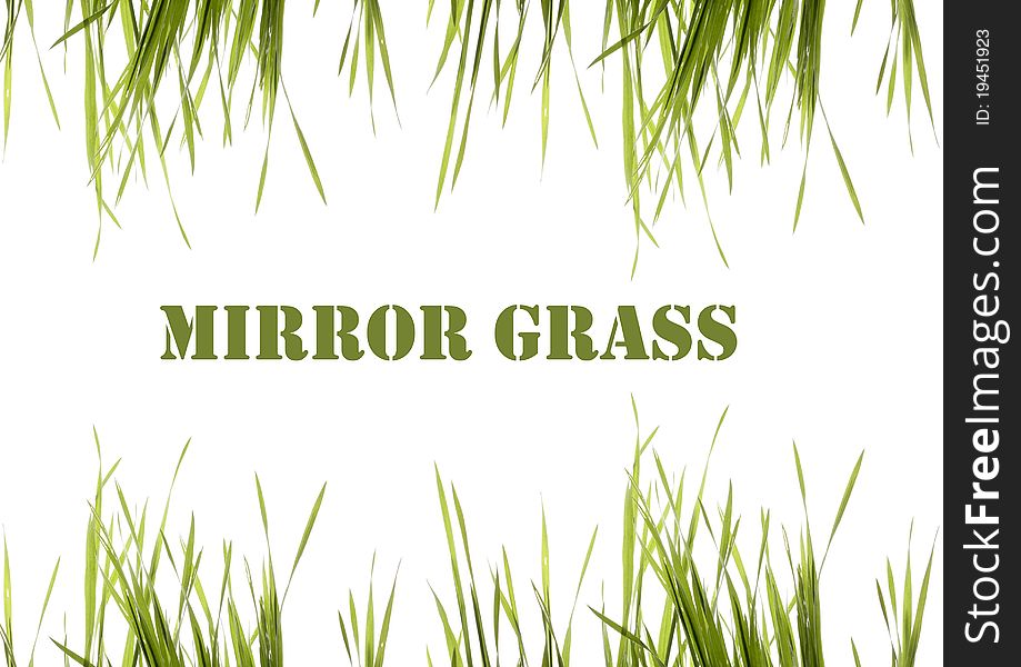 Sprigs green grass on white background