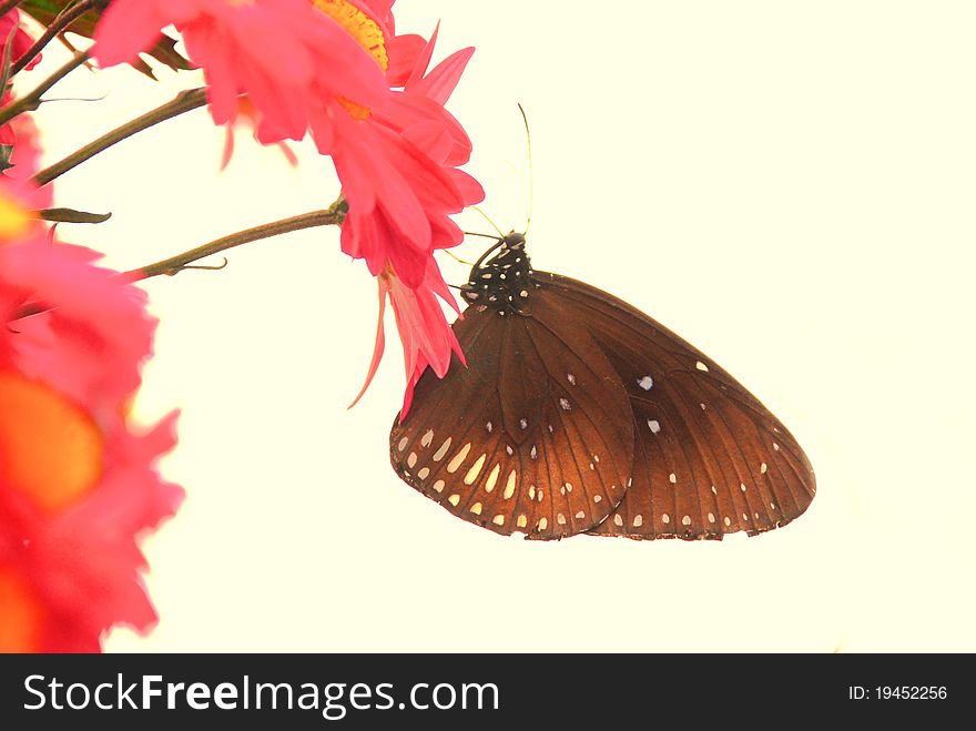 A butterfly stand in red chrysanthemum