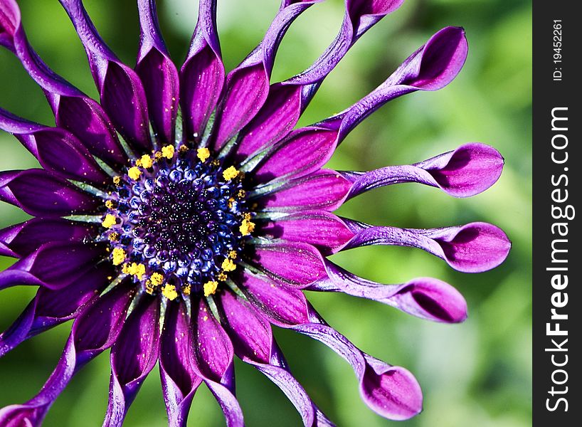 A macro shot of a Daisy in spring. A macro shot of a Daisy in spring