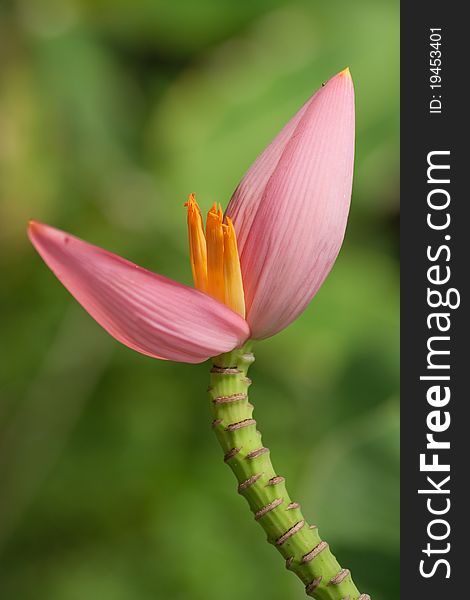 Blooming banana flower in Thailand