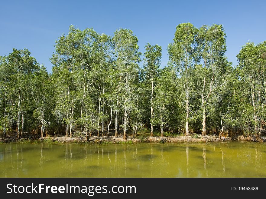 Wetlands with bluesky and nature river