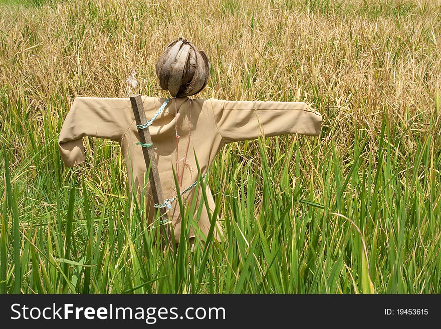 Coconut head scarecrow in a rice field. Coconut head scarecrow in a rice field