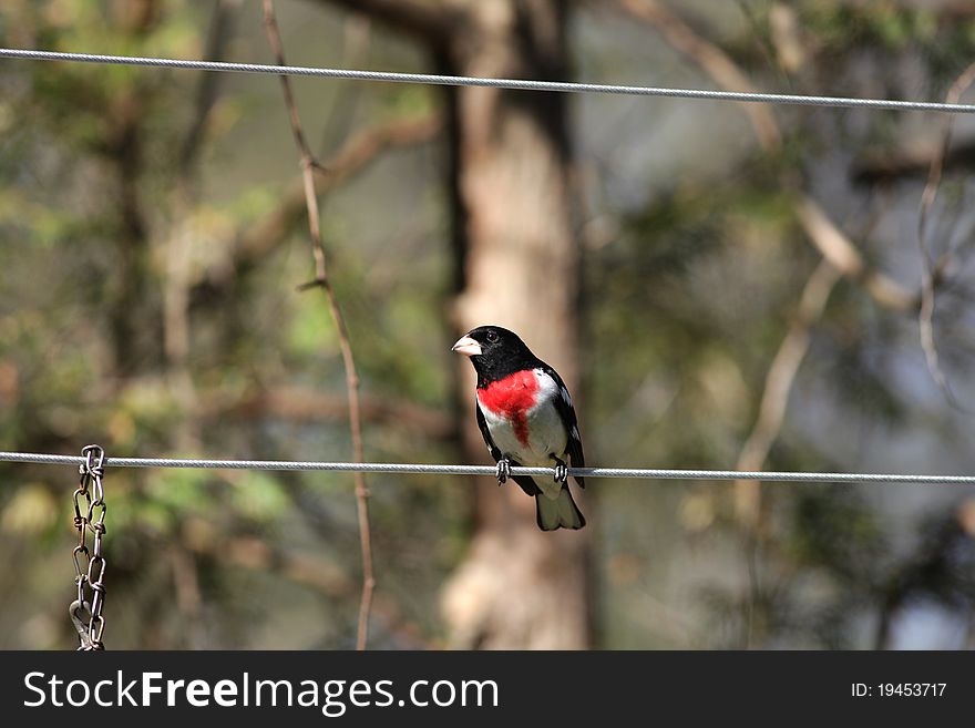 Male Rose breasted Grosbeak (Pheucticus ludovicianus) sitting on the clothes line in Spring time.