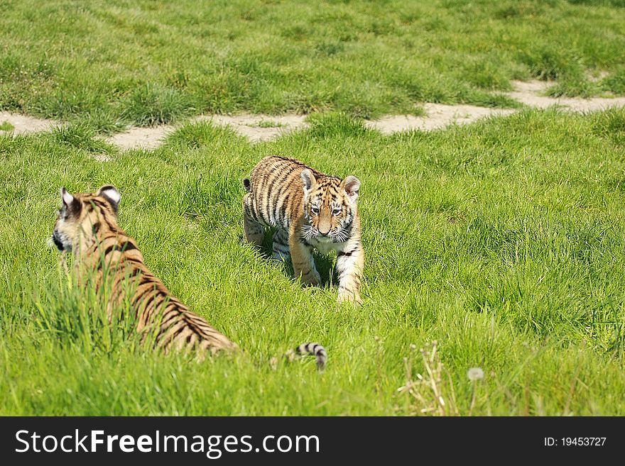Picture of siberian tiger puppy in grass. Picture of siberian tiger puppy in grass