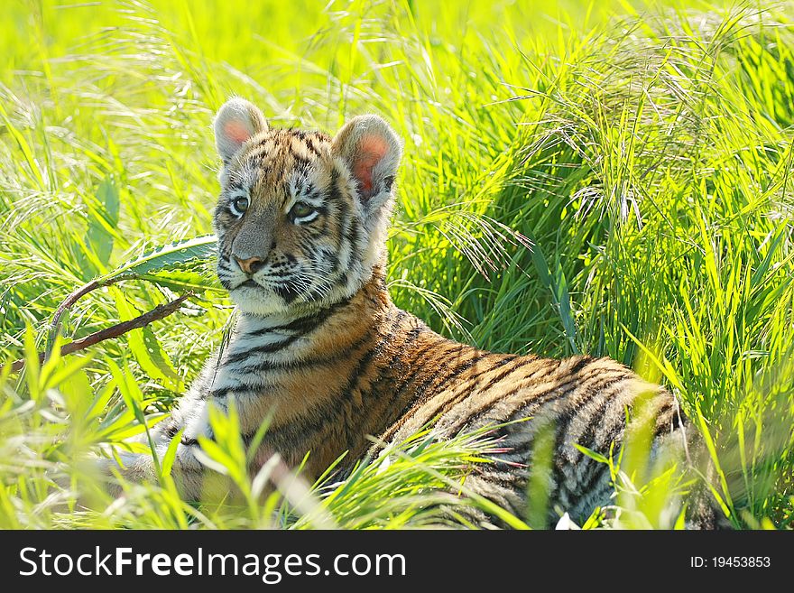 Picture of siberian tiger puppy in grass. Picture of siberian tiger puppy in grass