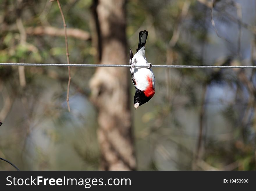 (Pheucticus ludovicianus) Male Rose breasted Grosbeak hangs upside down on a clothes line in Spring time, in Ontario.