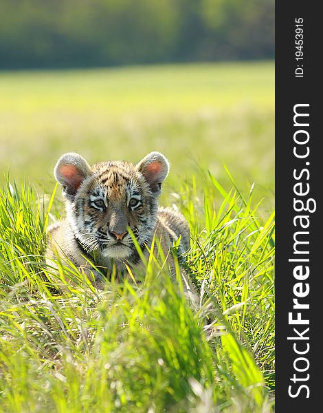 Picture of siberian tiger puppy in grass. Picture of siberian tiger puppy in grass