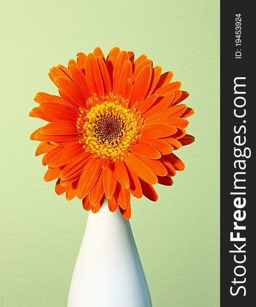 Flower of an orange gerber in a vase