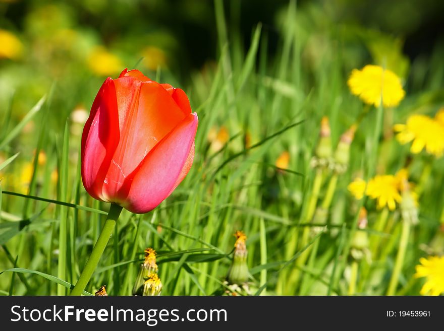 Red tulip on the green grass background