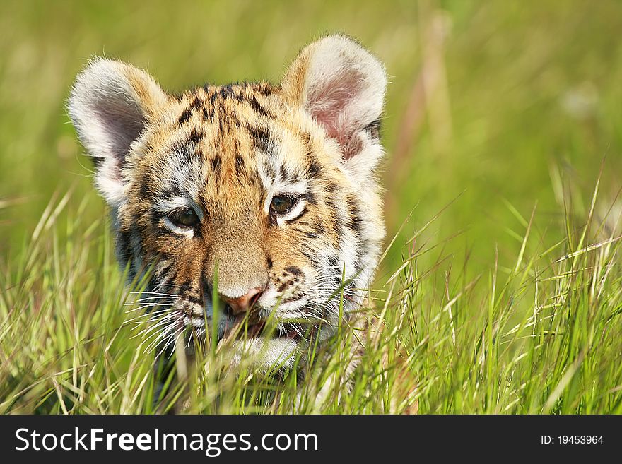 Detail Picture of siberian tiger puppy in grass. Detail Picture of siberian tiger puppy in grass