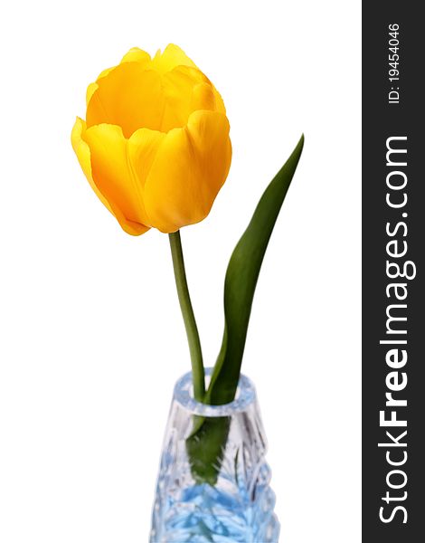 Yellow tulip in a vase isolated on white background. Series of different tulips. Yellow tulip in a vase isolated on white background. Series of different tulips