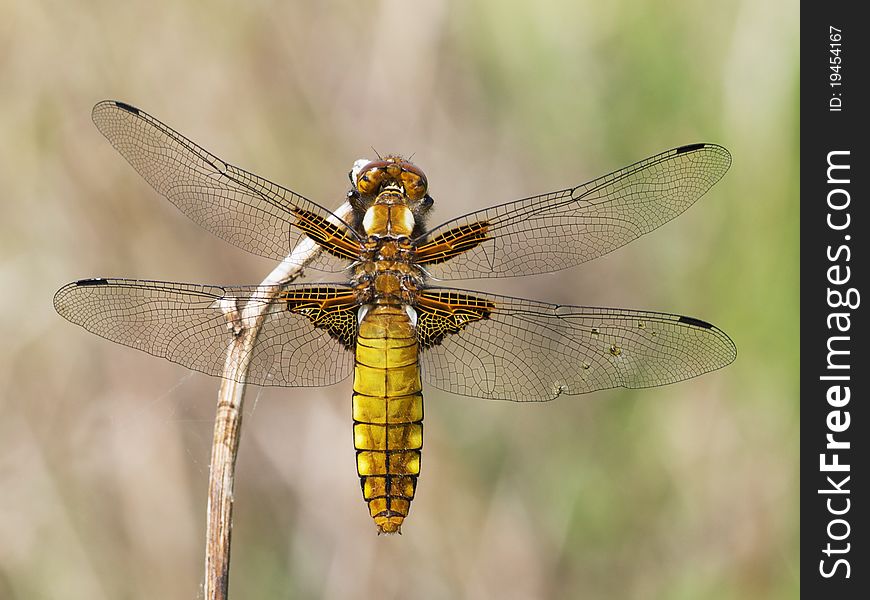 Broad-bodied chaser (Libellula depressa)