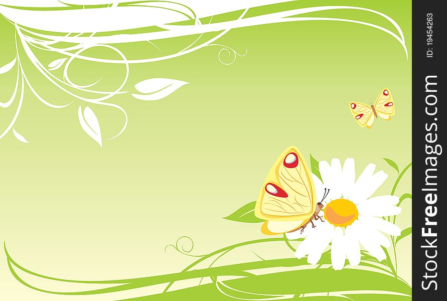 Chamomile and butterflies on the floral background. Illustration