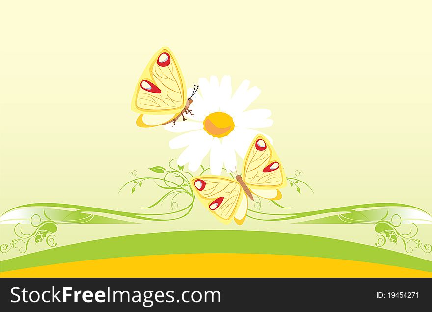 Chamomile And Butterflies. Decorative Card