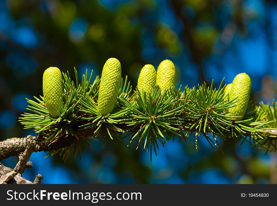 A close-up of a branch with green cones. A close-up of a branch with green cones