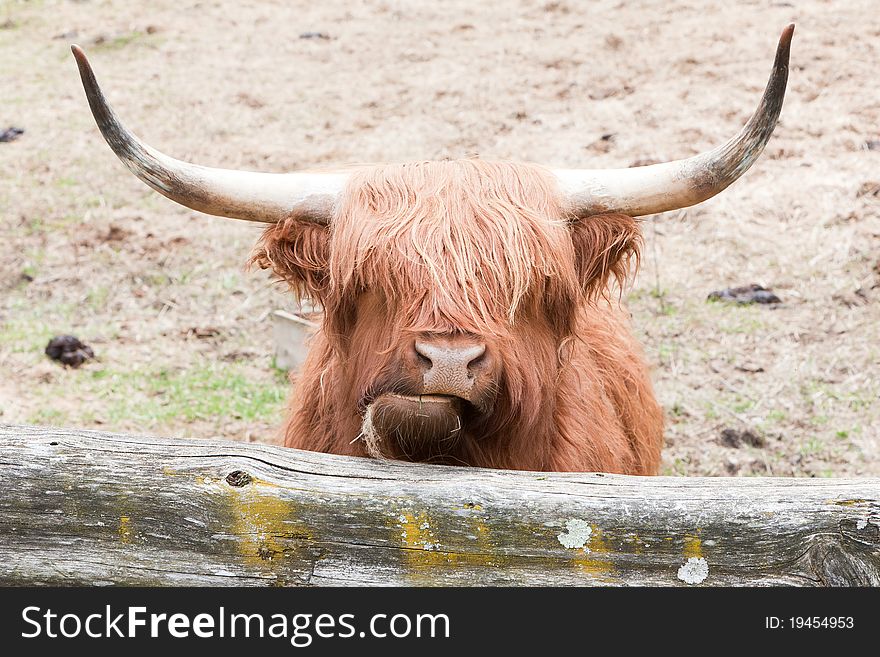 An extreme closeup head shot of a wooley yak chewing some grass behind a cedar rail fence.