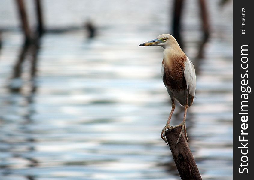 Egret in the family Ardeidae Kanok is as sharp mouth a long white legs a certain color like green, brown, black man living under the water and eat fish, insects, farm animals and small water.