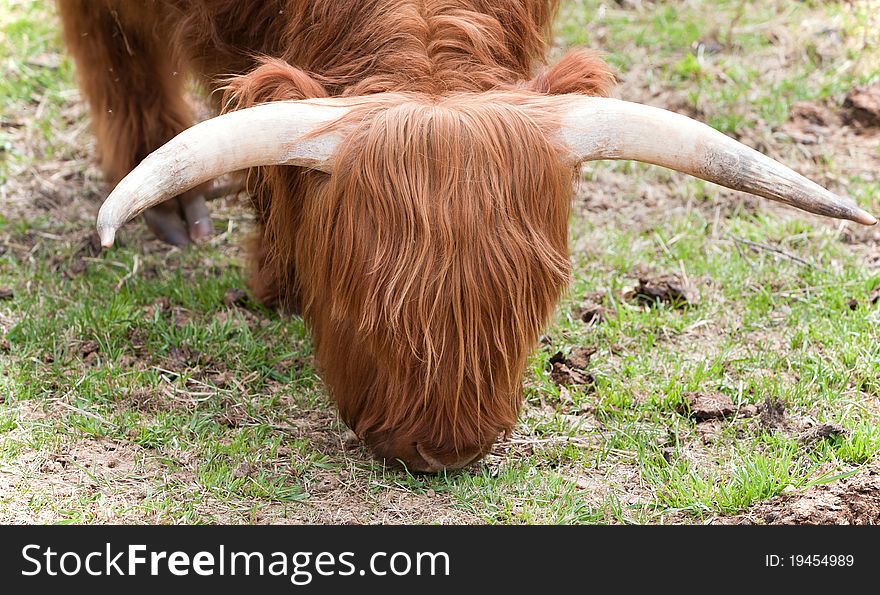 A closeup head shot of a wooley yak grazing in a field.