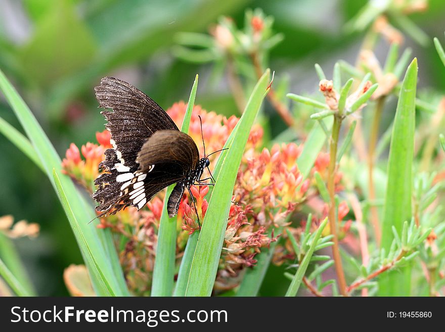 Monarch Butterfly