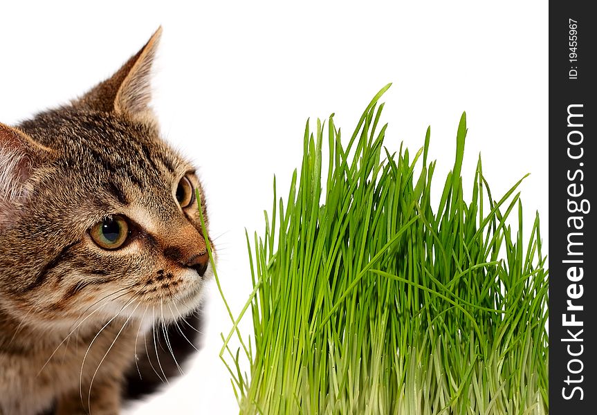 Cat Smelling A Green Grass