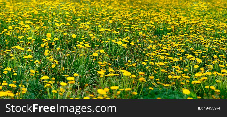 Spring. Field of Blooming dandelions. Spring. Field of Blooming dandelions