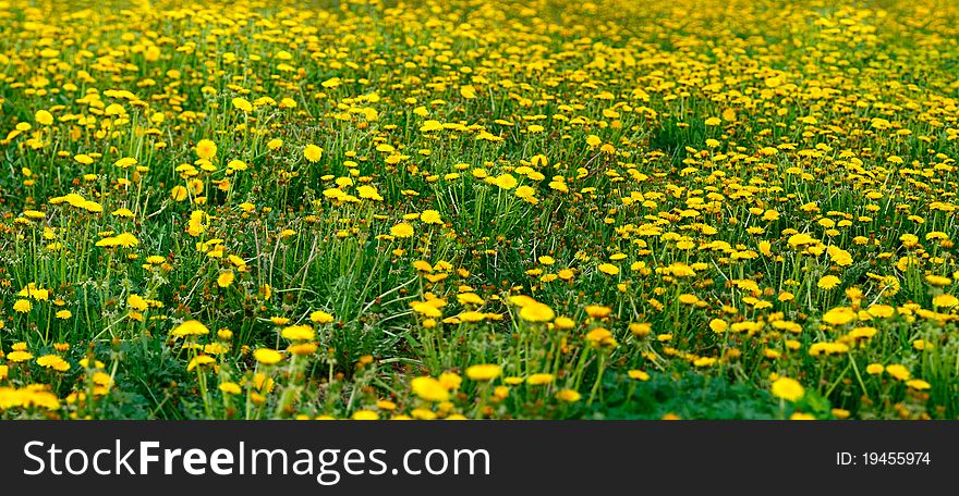 Field Of Dandelions