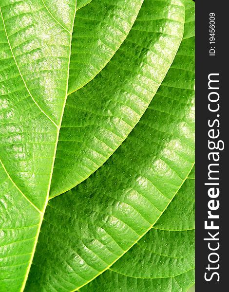 Green plant leave, detail pattern