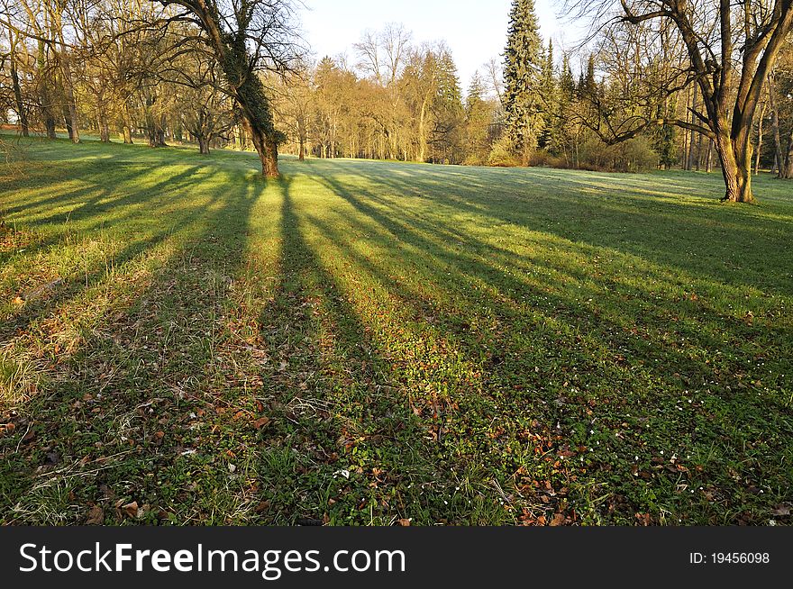 Morning in the spring park