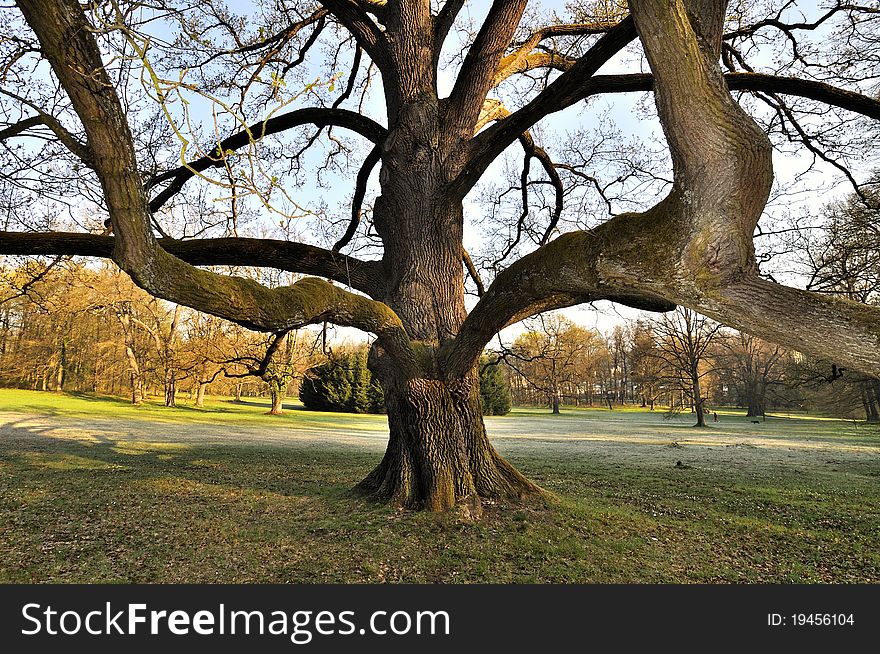 Tree In Park
