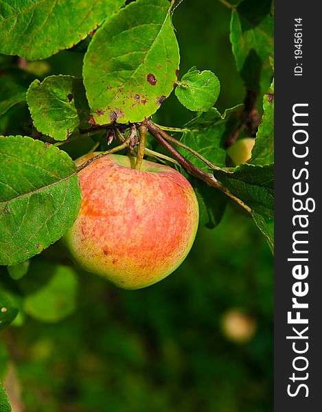 Red ripe apple on apple tree branch in garden. Red ripe apple on apple tree branch in garden