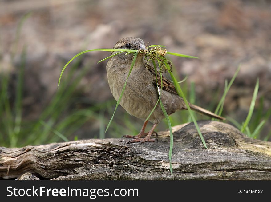 Tree Sparrow