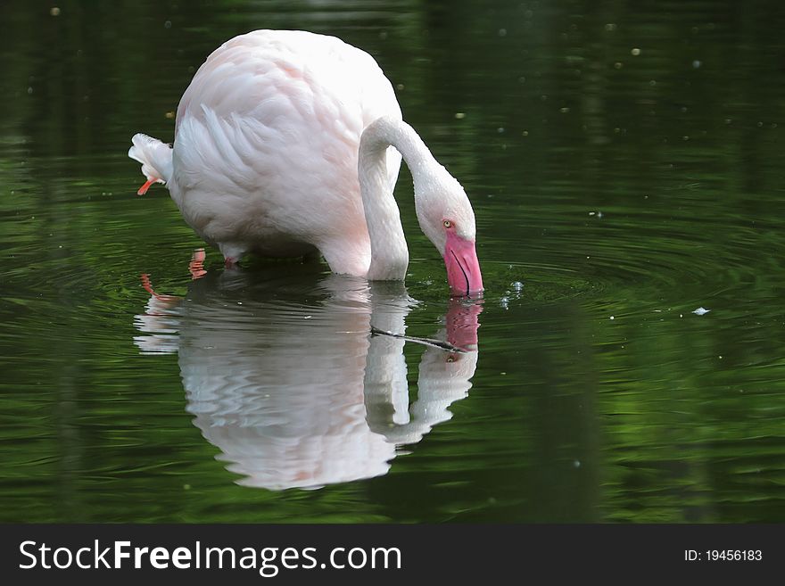 The greater flamingo reflecting on the water surface.