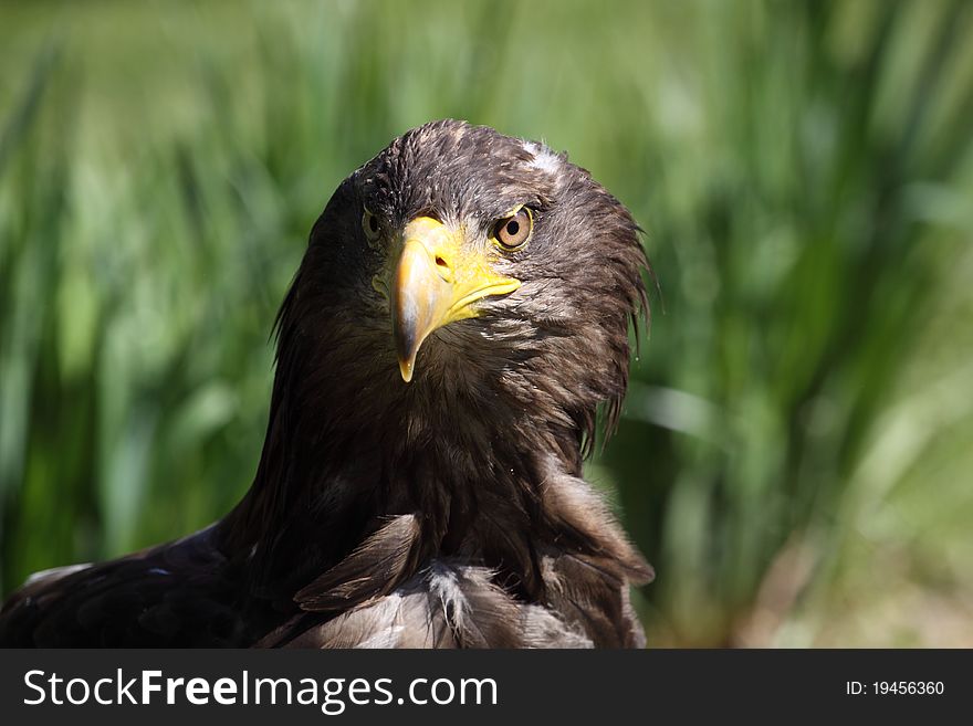 Detail of white-tailed eagle (Haliaeetus albicilla) with the grass in the background.