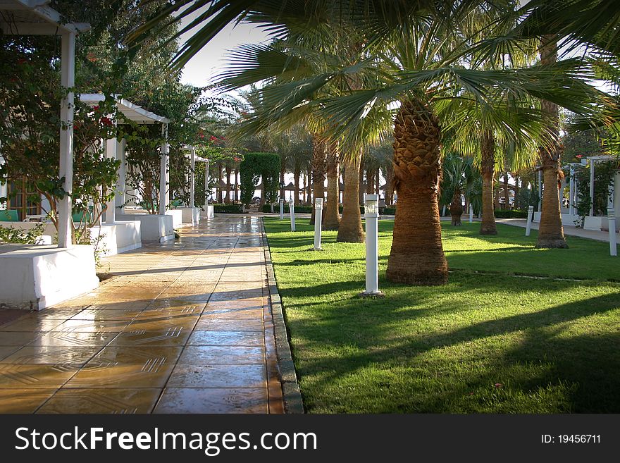 The alley with palms and the green grass. The alley with palms and the green grass