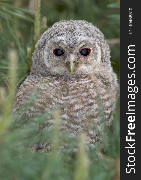 Tawny owl, juvenile / Strix aluco