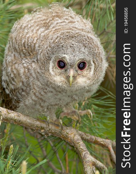 Wild baby Tawny owl sitting on a branch. Wild baby Tawny owl sitting on a branch