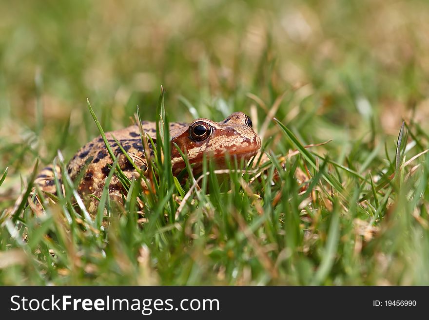 Brown frog Rana temporaria