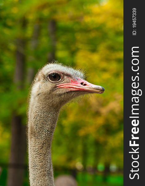 Close up shot of an ostrich head