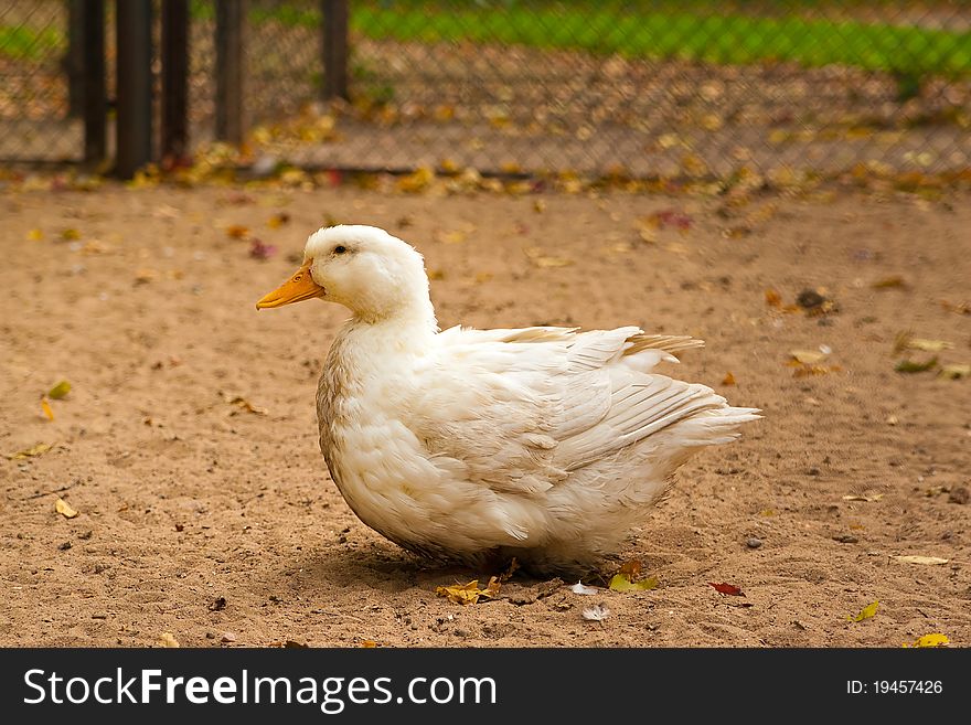 White Goose On A Ground