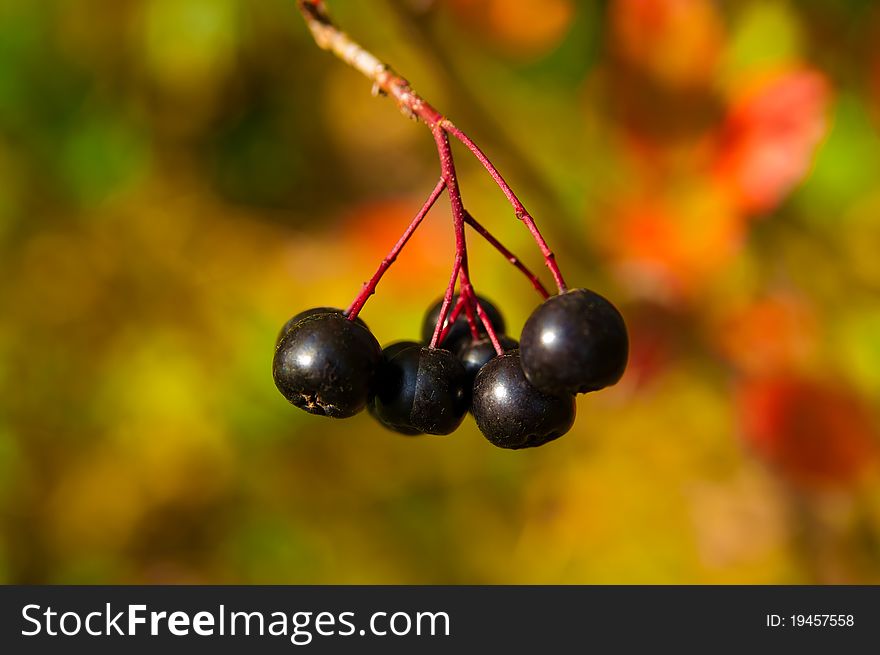 Ripe black chokeberry on the bush in autumn