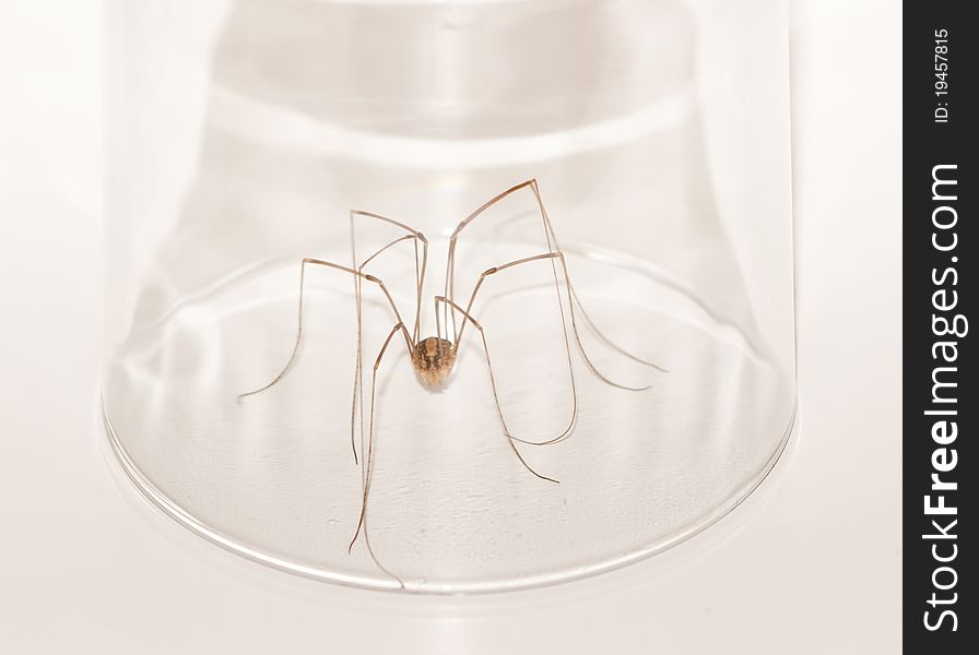 A spider like animal called a harvestmen trapped in a round glass. A spider like animal called a harvestmen trapped in a round glass