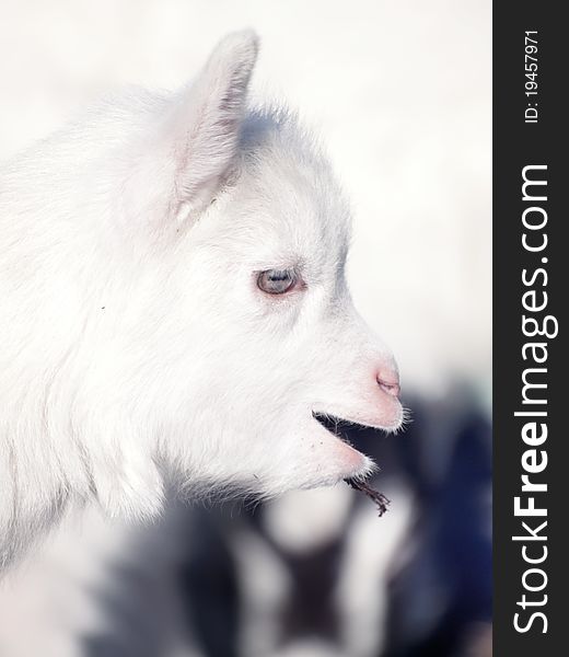 Young  white goatling outdoor sunny day. Young  white goatling outdoor sunny day